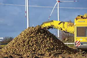 Sugar Beet Harvest Drucke: Sugar beet harvest, with an automatic