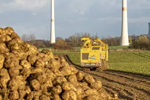 Sugar Beet Harvest Drucke: Sugar beet harvest, with an automatic