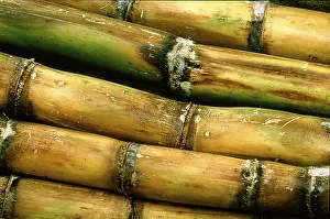 Empty Countryside Landscape Drucke: Sugar cane