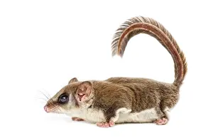 Marsupial Mammal Drucke: Sugar glider - Acrobates pygmaeus