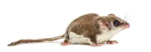 Marsupial Mammal Drucke: Sugar glider - Acrobates pygmaeus