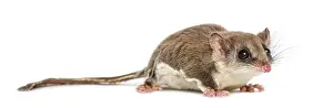 Marsupial Mammal Drucke: Sugar glider - Acrobates pygmaeus