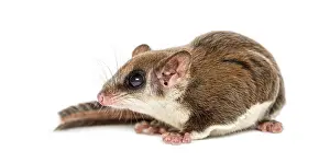Marsupial Mammal Drucke: Sugar glider - Acrobates pygmaeus