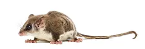 Marsupial Mammal Drucke: Sugar glider - Acrobates pygmaeus