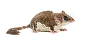 Marsupial Mammal Images Drucke: Sugar glider - Acrobates pygmaeus