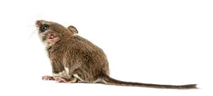 Marsupial Mammal Drucke: Sugar glider - Acrobates pygmaeus