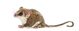 Marsupial Mammal Drucke: Sugar glider - Acrobates pygmaeus
