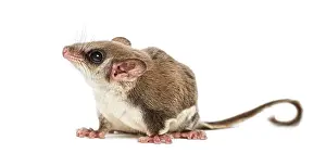 Marsupial Mammal Drucke: Sugar glider - Acrobates pygmaeus