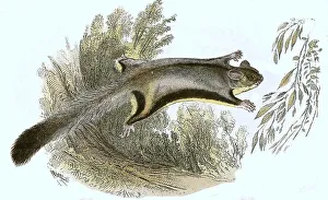 Animal Depiction Drucke: Sugar gliders (Petaurus breviceps)