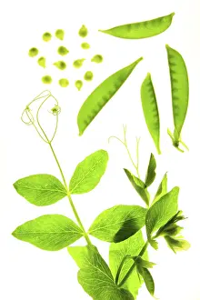 Deserted Garden Decor Drucke: Sugar snap peas