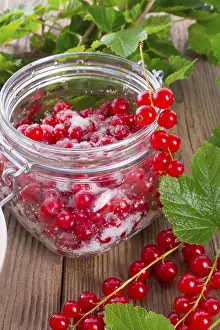 Red Currant Drucke: Sugared red currant