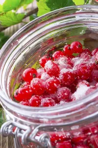 Red Currant Drucke: Sugared red currant