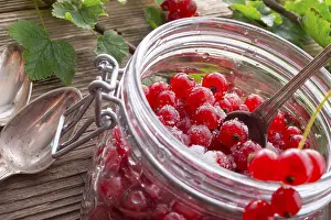 Studio Background For Food Photography Drucke: Sugared red currant