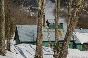 Deciduous Trees In Spring Drucke: Sugarhouse in spring with buckets on Maple trees