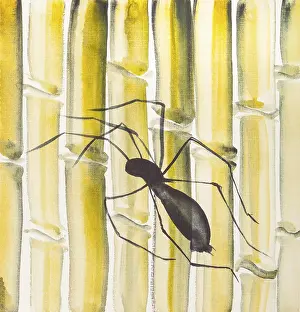 Wildtiere Aquarellbilder Drucke: Japanischer Pinselzeichnungstrainingsentwurf mit Wasserfarben-Spinne auf gelbem Bambusstamm