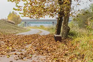 Atmospheric Autumn Photography Drucke: A suitcase sits beside a leaf-covered path under a tree in autumn