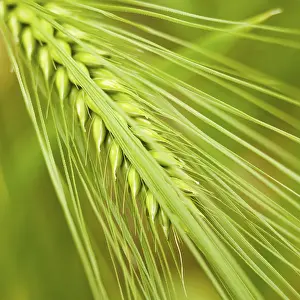 Farmland Cultivation Drucke: Summer barley