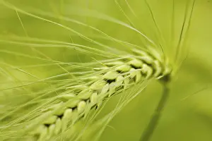 Farmland Cultivation Drucke: Summer barley