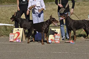 Juvenile Mammal Drucke: Summer show dog