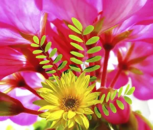Summer Blossom Photography Drucke: Summer flower background