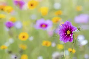 Summer Flowers Drucke: Summer flowers