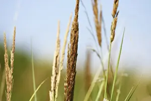 Empty Grass Field Drucke: Summer grass background