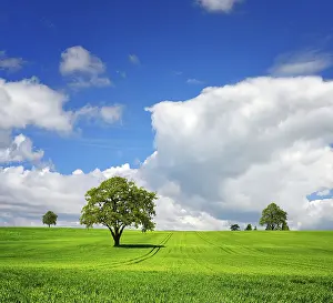 Agricultural Landscapes UK Drucke: Summer landscape