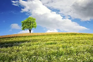 Gerahmter Druck : Sommerlandschaft