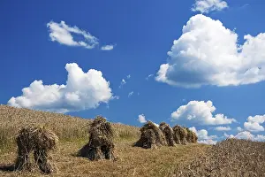 Agricultural Countryside Views Drucke: Summer landscape