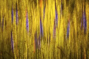 Blurry Nature Photography Drucke: Summer meadow, abstract