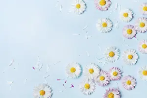 Summer Floral Design Drucke: Summer pattern of daisy flowers on blue pastel table top view