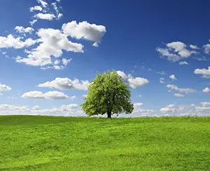 Agricultural Scene Drucke: Summer tree on green field