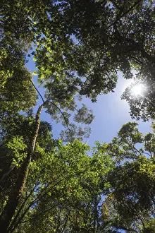 Primeval Forest Landscape Drucke: The sun breaks through the branches in the jungle