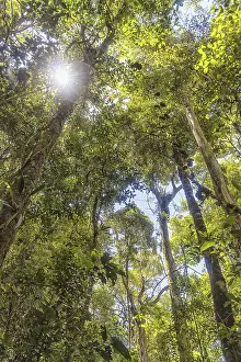 Rainforest Scenery Drucke: The sun breaks through the branches in the jungle