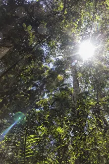 Sunlight In The Woods Drucke: The sun breaks through the trees in the jungle