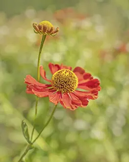 Uninhabited Flowering Plants Drucke: Sun Bride Helenium spec.
Sun Bride Helenium spec