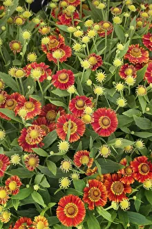 Botany Images Drucke: Sun Bride Ruby Dwarf ( Helenium spec.)