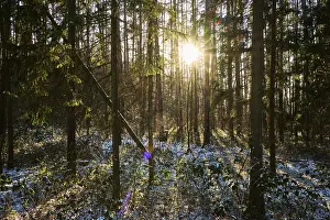 Winter Forest Germany Drucke: Sun coming through a forest in winter