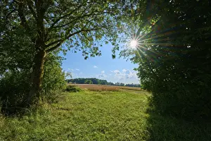 Odenwald Scenery Drucke: Sun-drenched landscape with trees and open fields