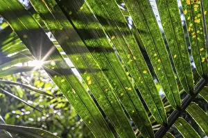 Amazon Rainforest Drucke: Sun flashes through the rainforest