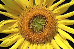 Yellow Flowering Plant Drucke: Sun flower