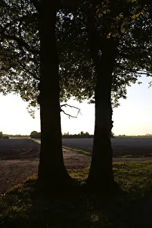 Evening Landscape Germany Drucke: Sun, forest, edge of forest, evening