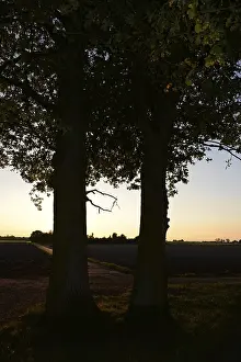 No People Forest Landscape Drucke: Sun, forest, edge of forest, evening