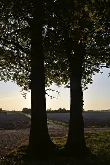 Evening Landscape Germany Drucke: Sun, forest, edge of forest, evening