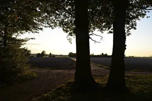 Open Air Countryside Scenery Drucke: Sun, forest, edge of forest, evening