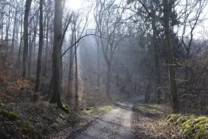 Uninhabited Forest Road Drucke: Sun, forest, forest, forest path