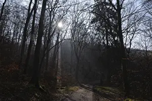 Uninhabited Forest Road Drucke: Sun, forest, forest, forest path