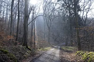 Uninhabited Countryside Scene Drucke: Sun, forest, forest, forest path