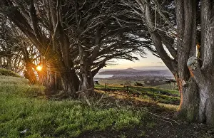 Backlit Tree Photo Drucke: Sun behind old trees creating a sunburst effect