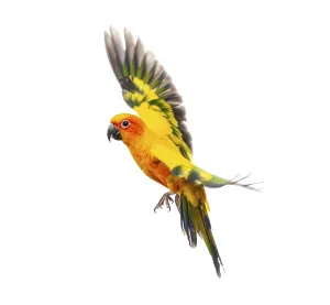 White Background Bird Photo Drucke: Sun parakeet bird, Aratinga solstitialis